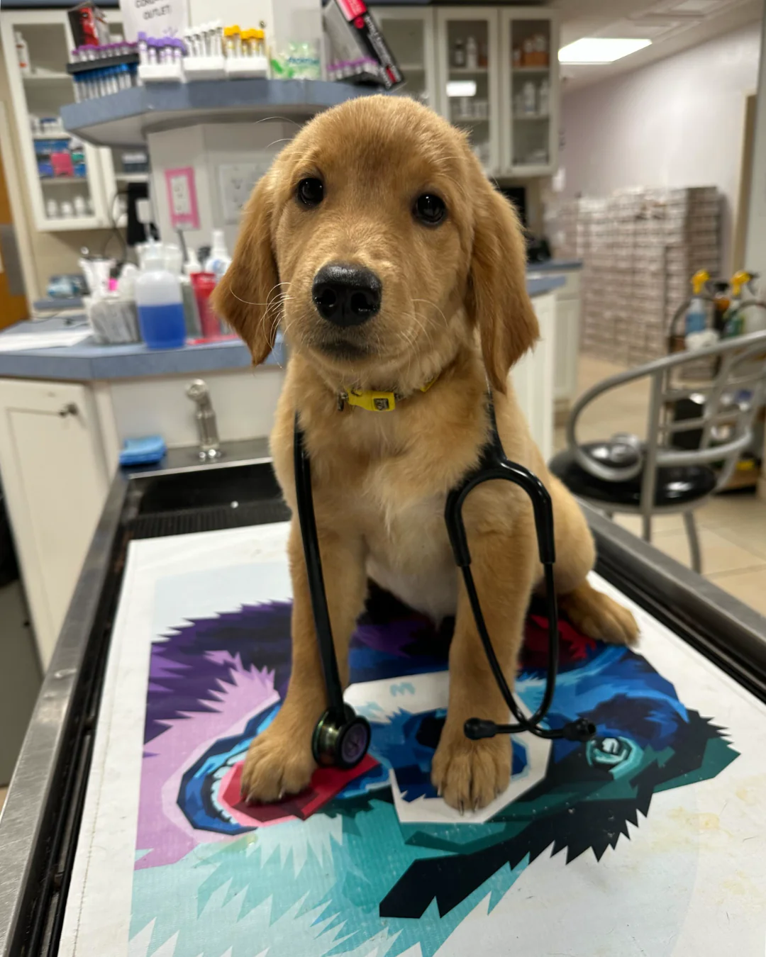 A canine patient receiving the best care at Family Pet Medical Center.