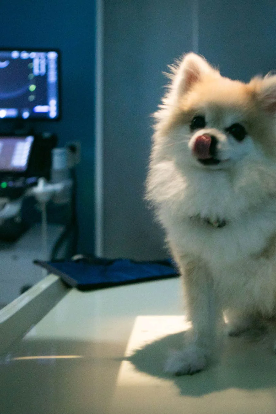 Vet Surgery Animal Hospital Fort Lauderdale Florida