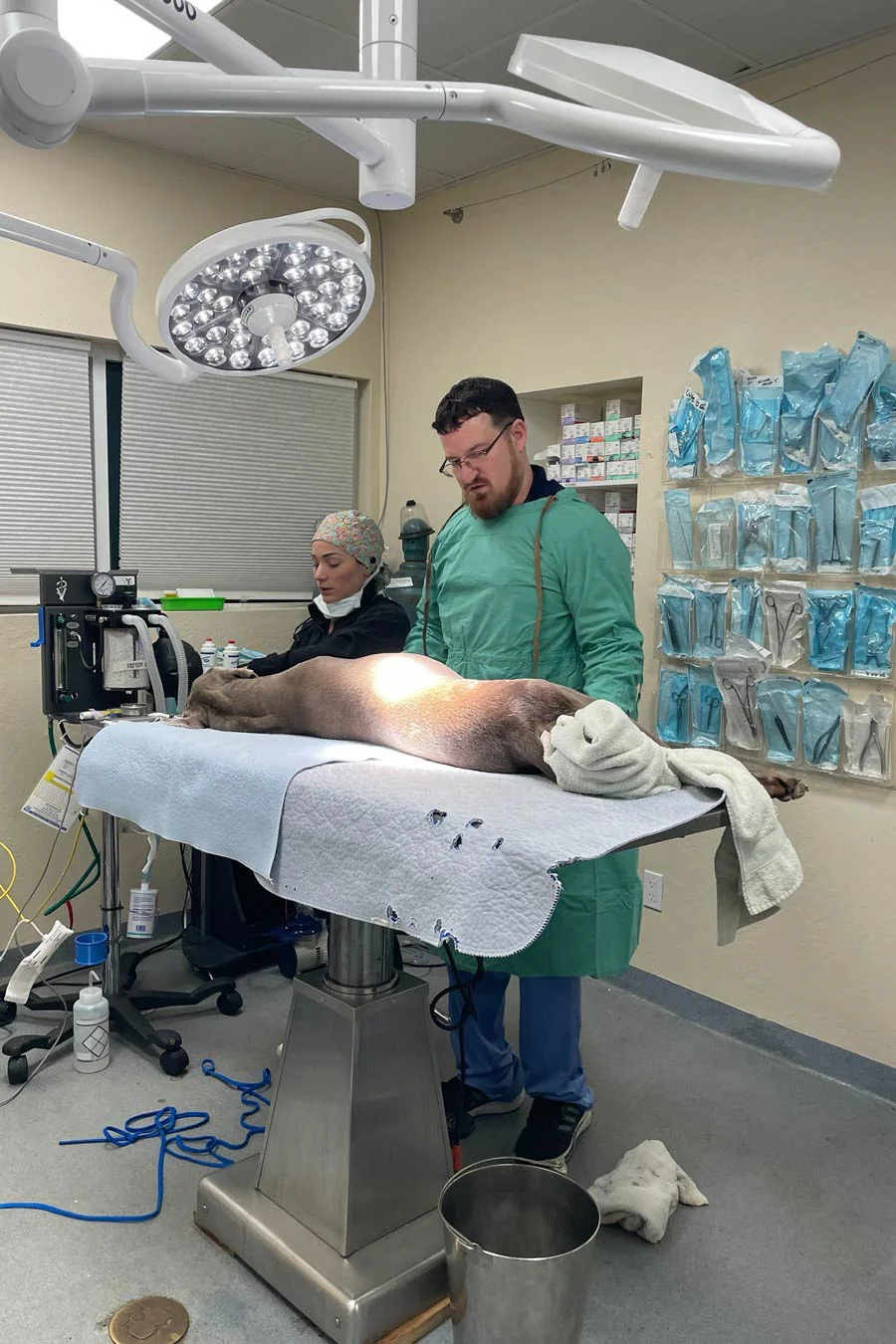 Vet Surgery Animal Hospital Fort Lauderdale Florida