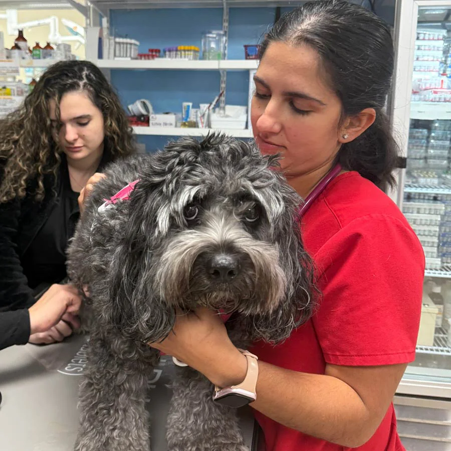 Wellness Care Veterinarian Primary Care Visit