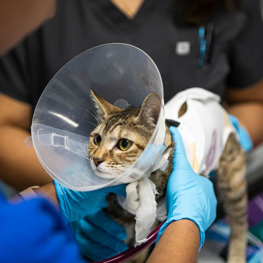 Why choose FPMC as your vet