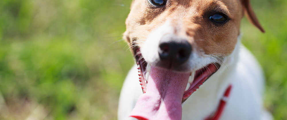 Labored Breathing in Dogs